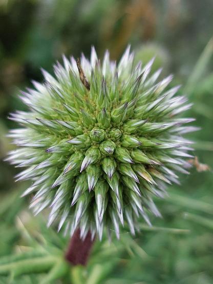 🇬🇧 Close-up of a thistle flower. The small buds look like coloured pencil tips and protrude spherically in all directions. They are green and change colour from white to silvery purple towards the tips. Other green plants can be seen in the blurred background.

🇩🇪 Nahaufnahme einer Distelblüte. Die kleinen Knospen sehen aus wie Buntstiftspitzen und stehen kugelförmig in alle Richtungen ab. Sie sind grün und verlaufen zu den Spitzen hin von weiß zu silbrig violett. Im unscharfen Hintergrund sind weitere grüne Pflanzen zu erkennen.