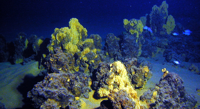 Die Rohstoffe der Tiefsee wecken Begehrlichkeiten – jetzt auch bei US-Präsident Donald Trump. © NOAA/ CC-by 2.0

Auf dem Foto ist eine Unterwasserlandschaft aus der Tiefsee zu sehen. Die gelblich bis bräunlich gefärbten Strukturen sind sogenannte hydrothermale Schlote, auch bekannt als "Schwarze Raucher" (Black Smokers) oder "Weiße Raucher", abhängig von der Zusammensetzung der ausgefällten Mineralien.

Diese Formationen entstehen an hydrothermalen Quellen, wo heißes, mineralreiches Wasser aus dem Meeresboden austritt und bei Kontakt mit dem kalten Meerwasser Metallverbindungen ausfällt. Die gelblichen Ablagerungen deuten auf Schwefelverbindungen hin, z. B. Eisen- oder Schwefelminerale.