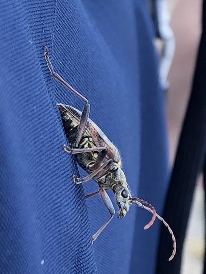 A photo of a long antennaed beetle resting head down on a blue coat. The angle shows the side of the beetle.