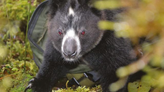 With the adorable face of a #teddybear 🧸 and the agile body of a #Kangaroo 🦘 the #Dingiso is a tree kangaroo of #WestPapua. They're #endangered from #palmoil #deforestation Fight for them and #BoycottPalmOil #Boycott4Widlife 🌴🩸🔥☠️🧐⛔️ @palmoildetect https://palmoildetectives.com/2021/01/26/dingiso-dendrolagus-mbaiso/?utm_source=mastodon&utm_medium=Palm+Oil+Detectives&utm_campaign=publer