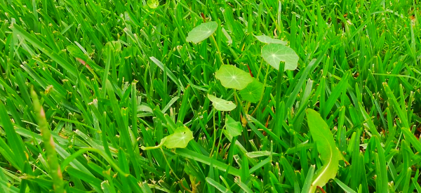 Photo of some grass, with a nasturtium growing out of it and  a dock left at the bottom