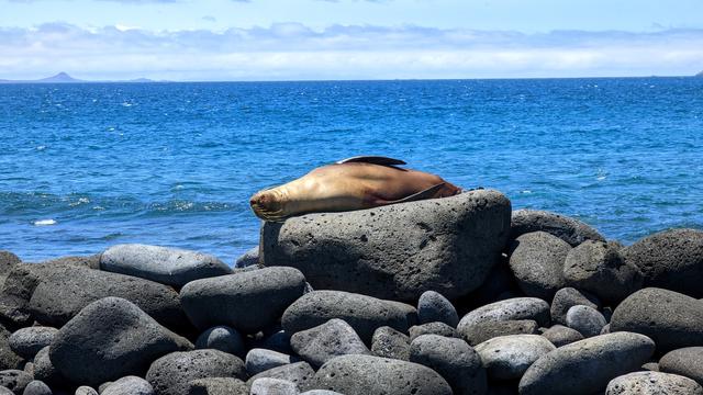 Ein Seelöwe liegt auf einem großen Lavastein am Strand. Im Hintergrund der Ozean und am Horizont Vulkaninseln.