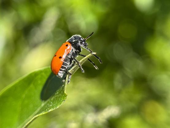 Lachnaia vicina is a beetle that can be mistaken for a ladybug because of its red color with black dots.
End of April in a park in Valencia.