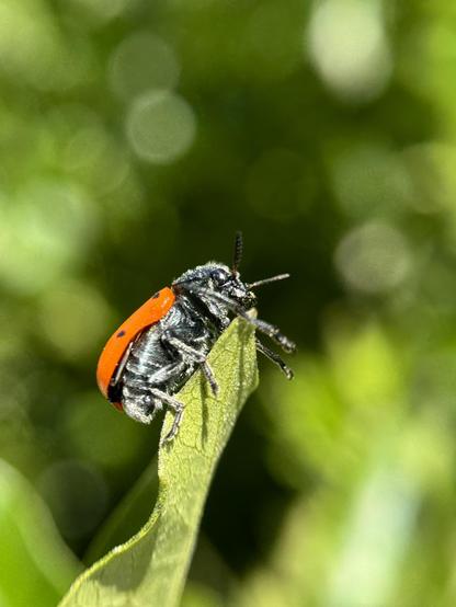 Lachnaia vicina is a beetle that can be mistaken for a ladybug because of its red color with black dots.
End of April in a park in Valencia.