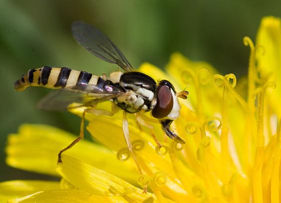 Teil einer gelben sehr puscheligen Löwenzahnblüte. Darauf sitzt ein Insekt mit großen braunen Facettenaugen und schwarz-gelb gestreiftem Hinterleib und rüsstelt in der Blüte herum.