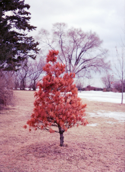 A small evergreen tree stands apart, its needles turn red and dry. Snow covers the grass in the distance before the land ends at the lake.