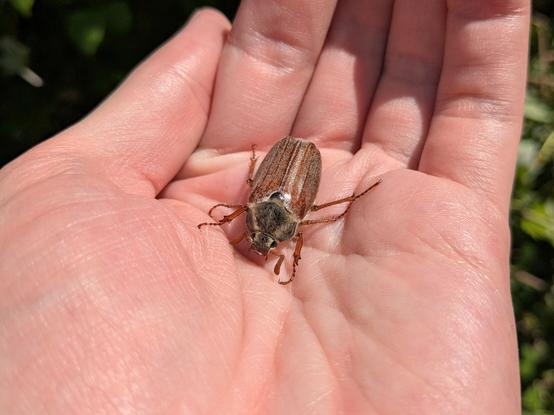 A photograph of a large chafer beetle in the palm of my hand.