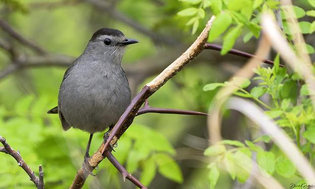 Gray bird with black crown, black bill, and dark eye, perched on a thorny twig
