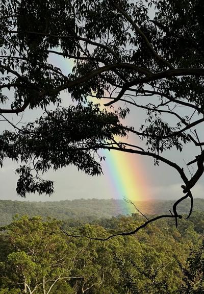 A vibrant rainbow arcs over a green landscape, partially obscured by branches and leaves of eucalyptus trees in the foreground. The sky is grey.