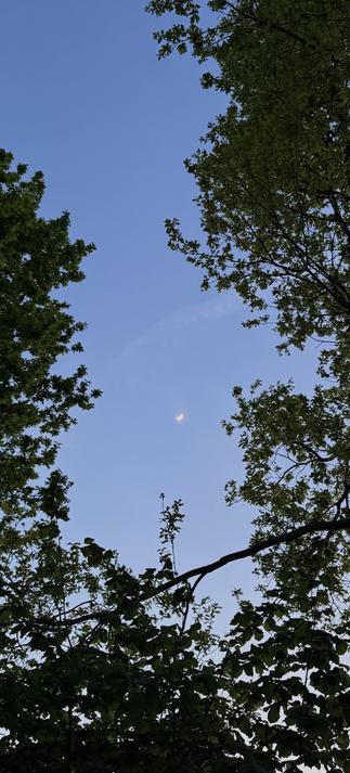 Phone sized photograph. Moon shining through the trees in the early evening. Blue sky, green leaves, loads of contrast.