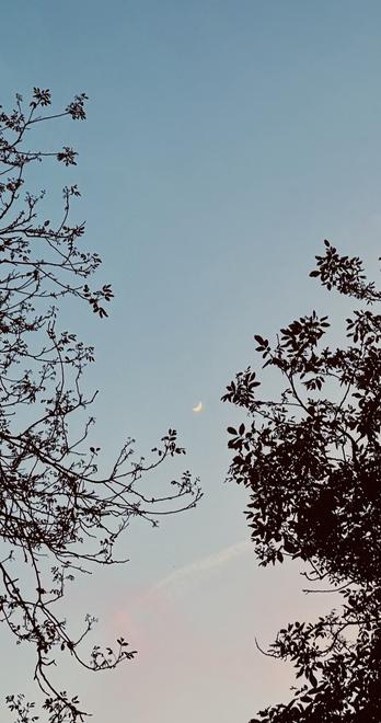 Phone sized photograph. Moon shining through the trees in slightly vintage tones. Pastel blue sky. Little glowy moon.