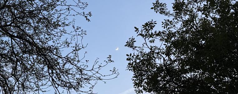 Horizontal header type format photograph of the moon shining through the trees.