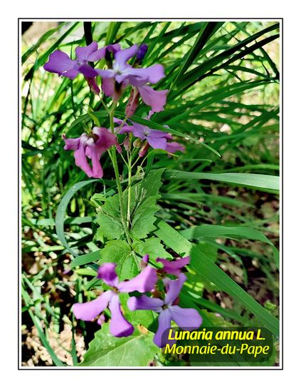 Des fleurs sur une haute tige comportant quatre pétales violets. Il s'agit d'une plante de Monaie-du-Pape (identification avec l'appli PlantNet).