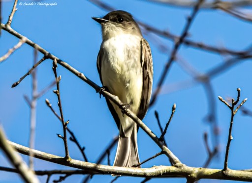 "Perched delicately on a bare branch against a backdrop of brilliant blue sky, the eastern phoebe stands in quiet elegance. Its soft, grayish-brown plumage blends harmoniously with the slender, leafless twigs, while its bright white underbelly gleams in the sunlight. The bird's keen eyes gaze forward attentively, its petite beak closed, as if contemplating the world around it. Every detail—from the subtle feather textures to the way its tiny claws clutch the branch—tells a story of resilience and grace. The stark branches suggest the transition of seasons, inviting the viewer to imagine the gentle breeze rustling through the quiet scene." - Copilot