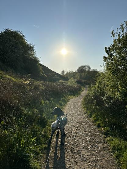 A path running through a green tree line valley beneath a blue sky, the sun shining down, a cocker spaniel on the path looking back toward the camera