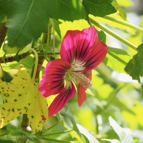 Close-up of a hibiscus flower with bright red petals, streaked with black veins, and a white center, against an out of focus background of green foliage.