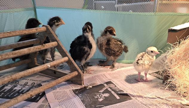 A tiny fluffy turkey chick stands next to 5 chicken chicks, who are about twice its size. They are standing on newspaper, next to a small box with nesting material. Some of the chicken are hiding behind a large wooden perch.