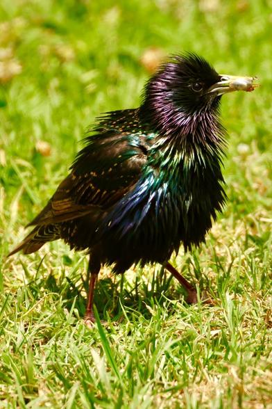 a mostly black bird with a bug in its beak reflects a rainbow of colors on its shimmering wings.