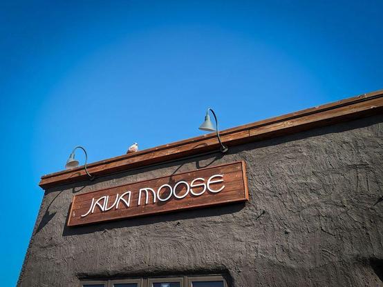 Photo looking up toward the roof of a building. A sign on the side of the building reads "JAVA MOOSE" and a gull sits on the roof's edge.