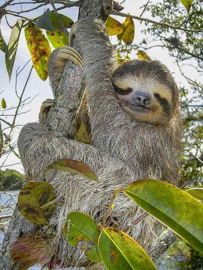 Three-toed sloth hugging a tree