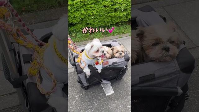 どんなカートでもブイブイ言っちゃう三姉妹🐶🐶🐶#シーズー #いぬ #犬 #マルシーズー #わんこ #マルチーズ #イヌ