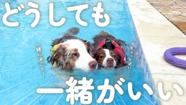 姉犬とくっついて泳ぎたくなっちゃった弟犬が可愛い😂【ボーダーコリー・オーストラリアンシェパード】