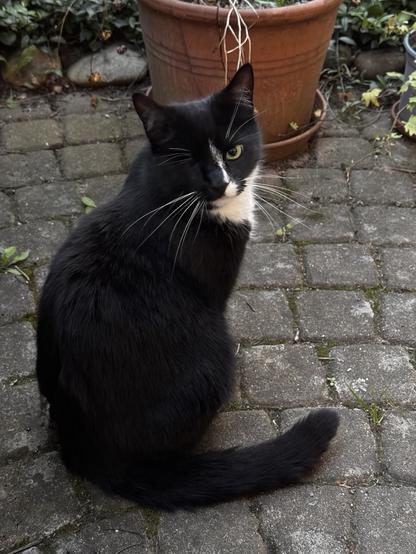 Eine schwarze, einäugige Katze, seitlich fotografiert, sie dreht ihren Kopf zum Betrachter. Sie sitzt auf einer gepflasterten Fläche, am oberen Bildrand sind Pflanzen und ein roter Blumentopf zu sehen.