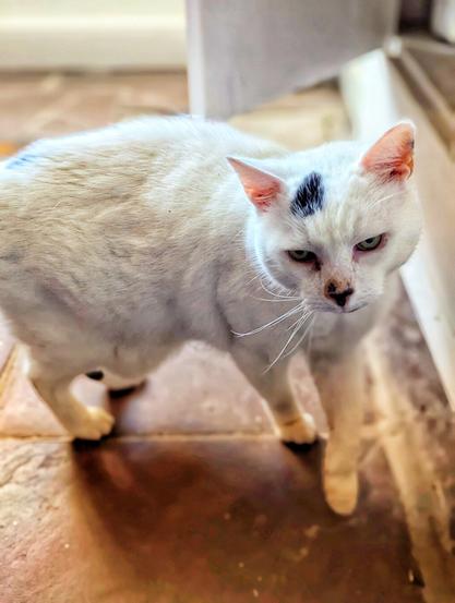 The image shows a white cat with a distinctive black patch on its head. It stands on a tiled floor, near a white cupboard. The cat appears to be looking downwards, with a slightly grumpy expression.