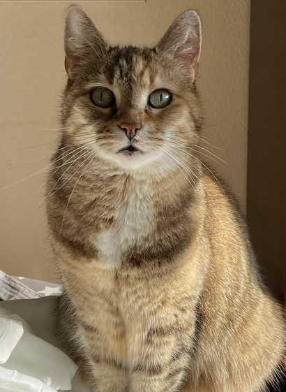 Eine graugelb getigerte Katze mit weißer Brust sitzt auf einem Tisch und sieht gleichgültig aus.