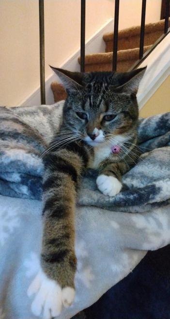 Pax, our little tabby cat with white markings, is lying in her nest of grey and white blankets on top of a low cat tower by a stairway.  One white mitten on a long striped foreleg is reaching out in front of her.