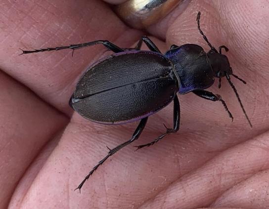 A Violet Ground Beetle on a hand, close up photo