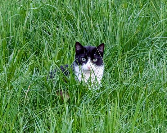 Eine schwarz-weiße Katze sitzt in einer grünen Wiese und schaut direkt Richtung Kamera.