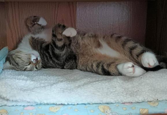 Pax, our young tabby cat with white markings, is sleeping on her back with all her paws in the air.  Her little head is upside down and smooshed into the white blanket she is lying on in the compartment of a wooden bookcase/entertainment center.