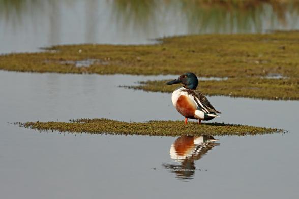 a colourful male duck with a massive beak stands on a small grassy patch on the edge of a receding lake. There is a shimmering reflection in the water of its bold green head and rusty orange patch on its white breast