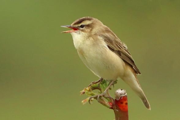 a small beige brown green warbler sits on a small green shoot of a rose singing its sweet song