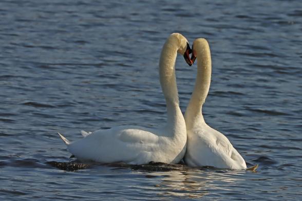 A male and female pair of swans out on the water intimately facing each other and almost making the perfect classic heart shape after they had been doing something else beginning with S...