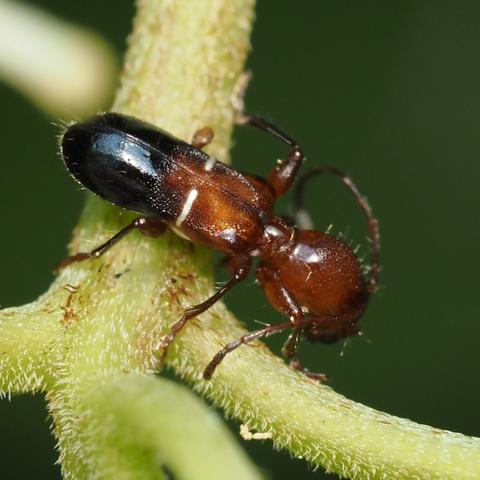 Euderces reichei, species of the longhorn beetle family, with coloration and body shape mimicking the carpenter ant. Reddish brown with black at posterior end. Two white perpendicular dashes separate these colors, probably makes it look like it has a waist like an ant.