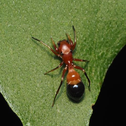 Spider, Genus Peckhamia, body shape and coloration mimics the carpenter ant. Reddish brown with black at posterior end. Two white perpendicular dashes separate these colors, probably makes it look like it has a waist like an ant.