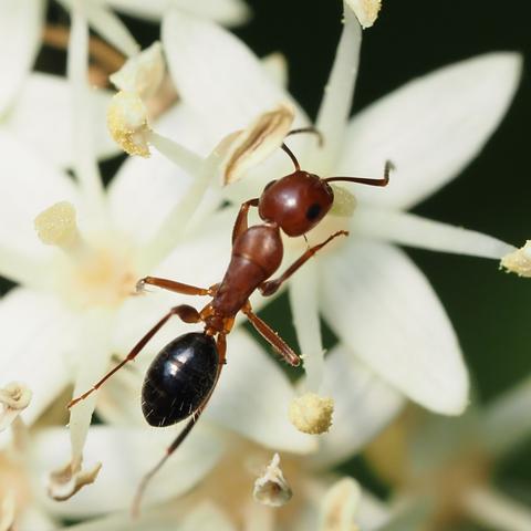 Carpenter ant, Genus Camponotus. Feeding on a white flower, this ant has a smooth body, reddish with a black oblong abdomen.