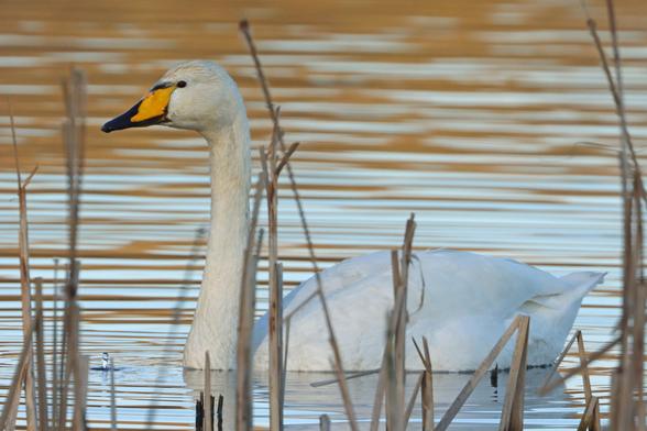 a large white bird with a hefty black and yellow beak swims quite near to the photographer whilst maintaining an air of secretiveness by constantly hiding behind the reeds and thwarting my efforts to get a clear shot of it.