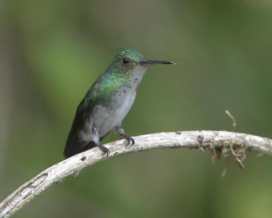 A brilliant green hummingbird with whitish underparts sits on a bare branch. If you look closely, you will notice that the tip of her tongue is hanging out. This disrespectful hummingbird is the female Violet-bellied Hummingbird. Canopy Tower, Panama. April 2025. Photo by Peachfront.