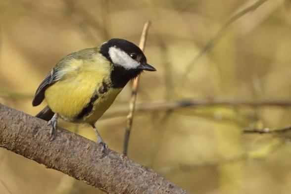 a small yellow bird with a black head and white cheeks is perched on a branch giving the photographer a sideways glance