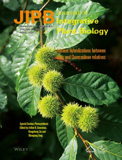 Cover of the April issue of JIPB, the Journal of Integrative Plant Biology, showing leaves and seeds of an oak tree. Text reads: Ancient hybridizations between oaks and Quercoiceae relatives. Special section: Photosynthesis Edited by Arthur R. Grossman, Rongcheng Lin, and Wenqiang Yang.