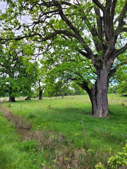 Grassy meadow with centuries old oak trees