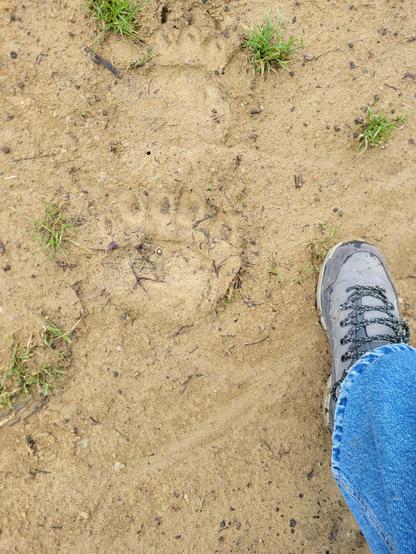 Sandy mud with 2 big bear paw prints above one another. My leg and shoe are next to it for size comparison.  (They are bigger than my foot)
The paw print is a big round cushiony bit and 5 smaller round toes