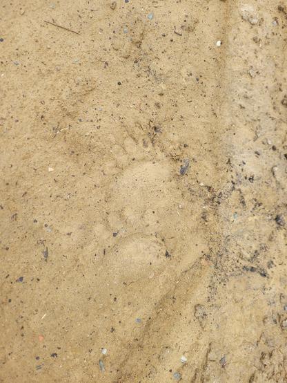 2 paw prints of a definite smaller size than the first picture. Cubs??