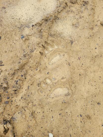 Another 2 paw prints set in the mud. The soft sand made the top print sink deep and you can see the nails as well. These are BIG feet!