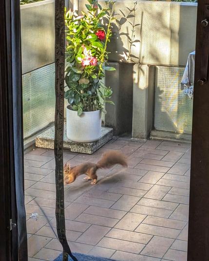 Red squirrel running across a floor of a balcony
