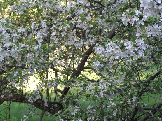A crabapple tree in full flower.  It's a mass of white flowers and you can see some of the branches showing up dark against the blossoms.  Through the branches, you can see a bright green lawn.