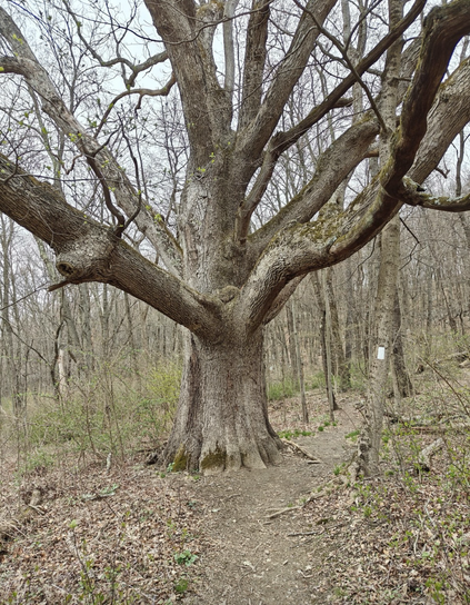 Possibly 2-300 or more year old White Oak stunningly spreads it’s giant and immense limbs above the Appalachian Trail in early spring before the leaves appear in a quiet almost ghostly gray and silver section of forest. To the right a much smaller tree marks the path for hikers with a white painted marker on its bark to denote the trail.